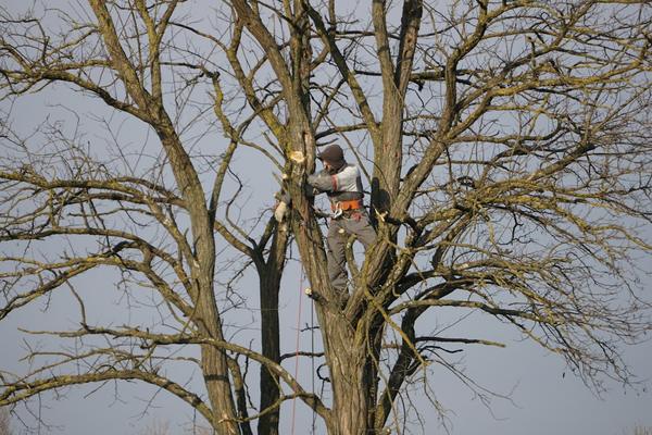 An arborist in a harness pruning a tall tree